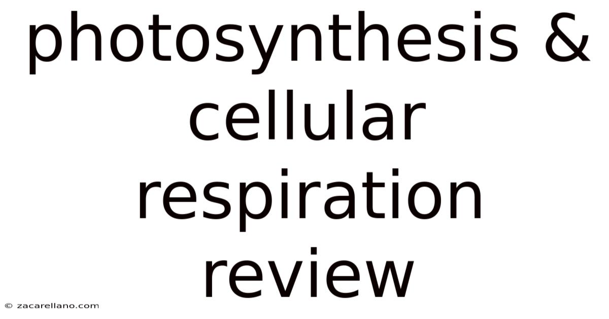 Photosynthesis & Cellular Respiration Review