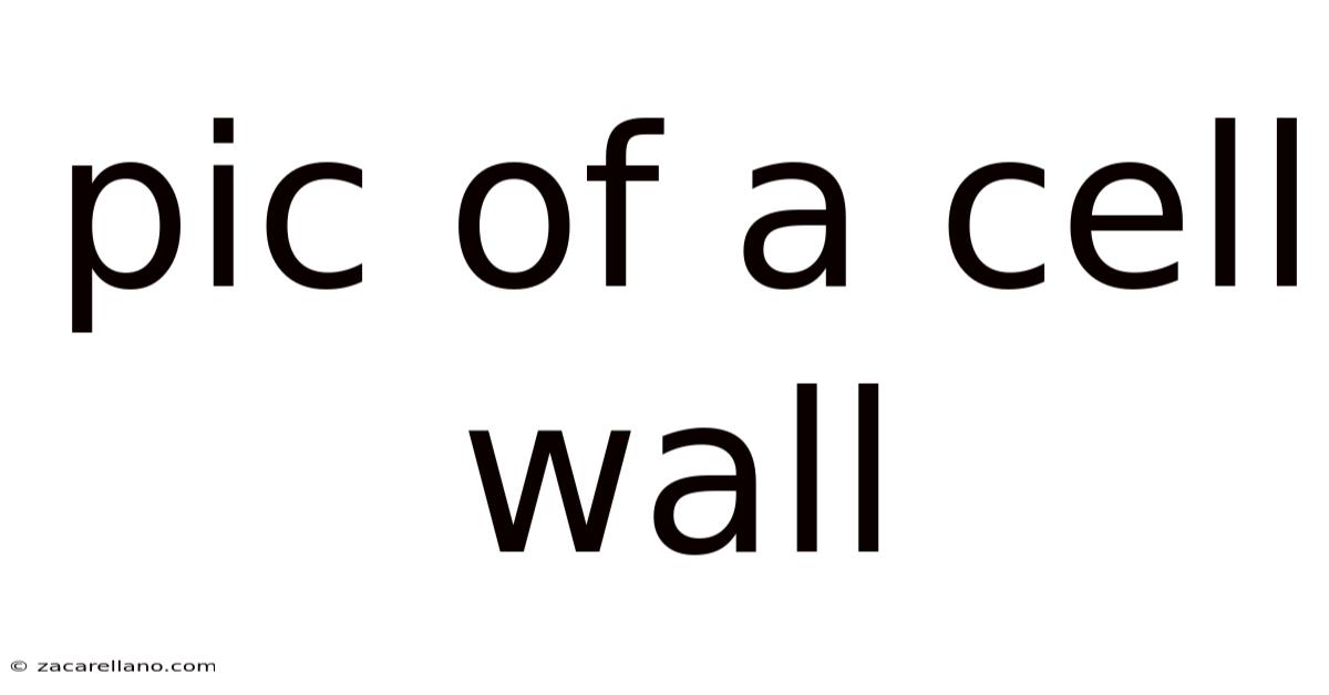 Pic Of A Cell Wall