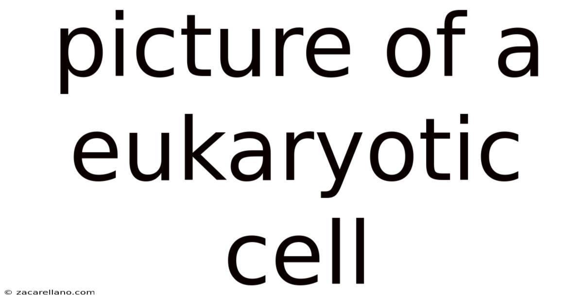 Picture Of A Eukaryotic Cell