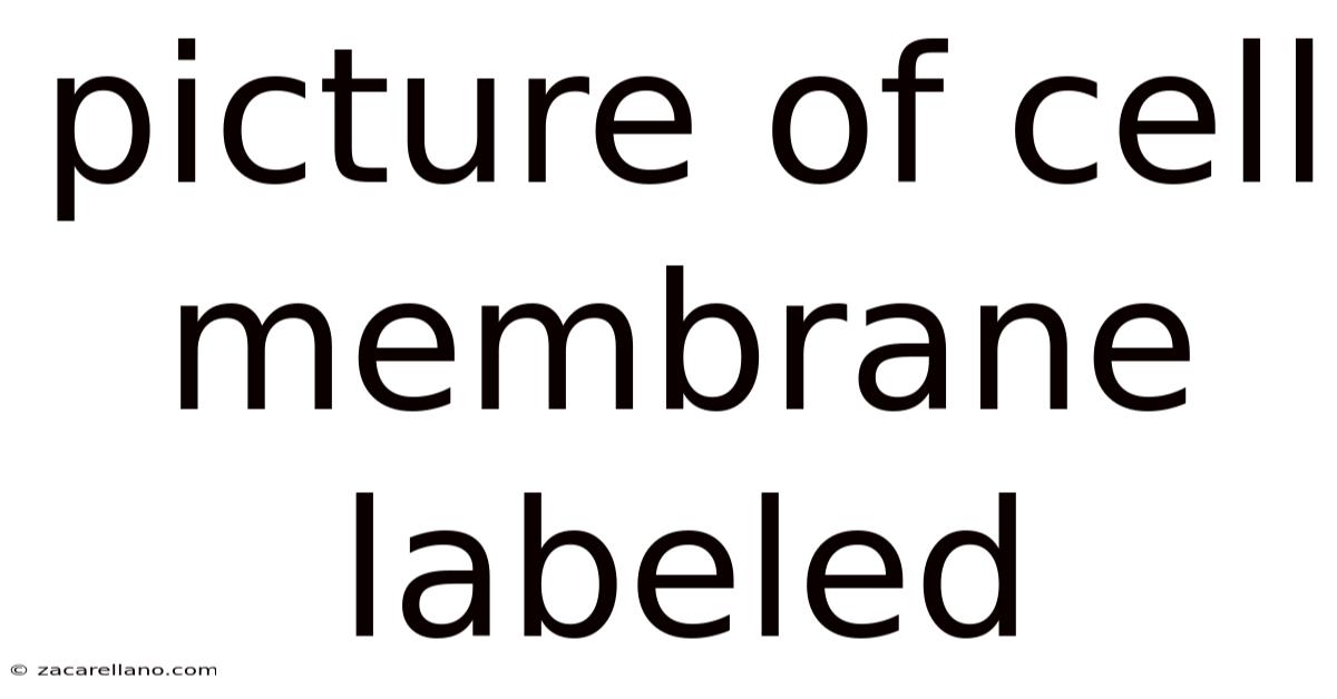 Picture Of Cell Membrane Labeled