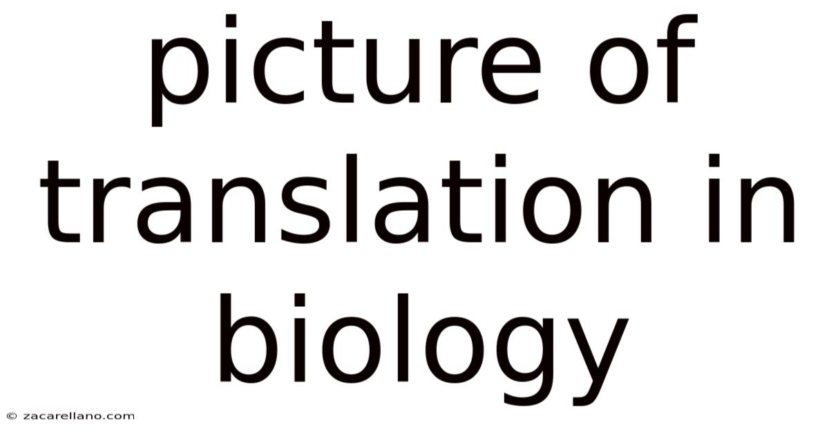 Picture Of Translation In Biology