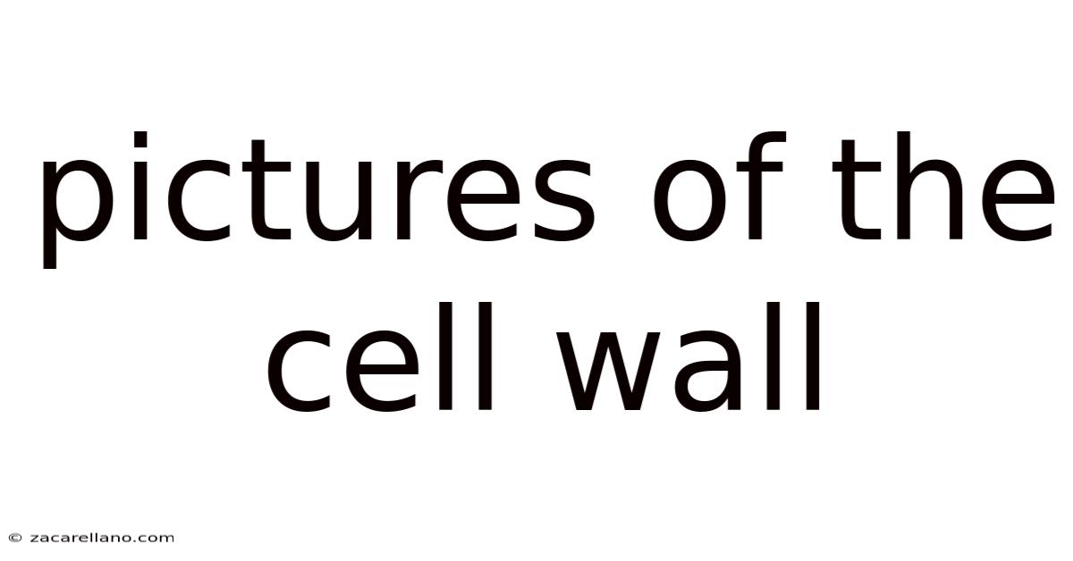 Pictures Of The Cell Wall