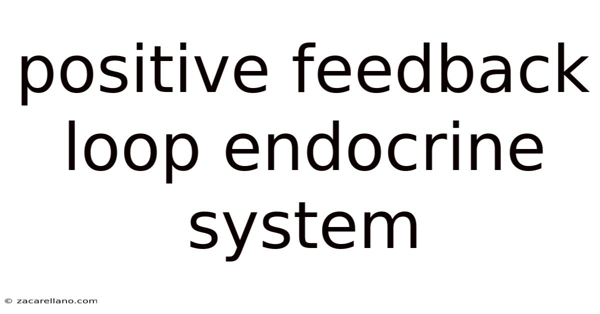 Positive Feedback Loop Endocrine System