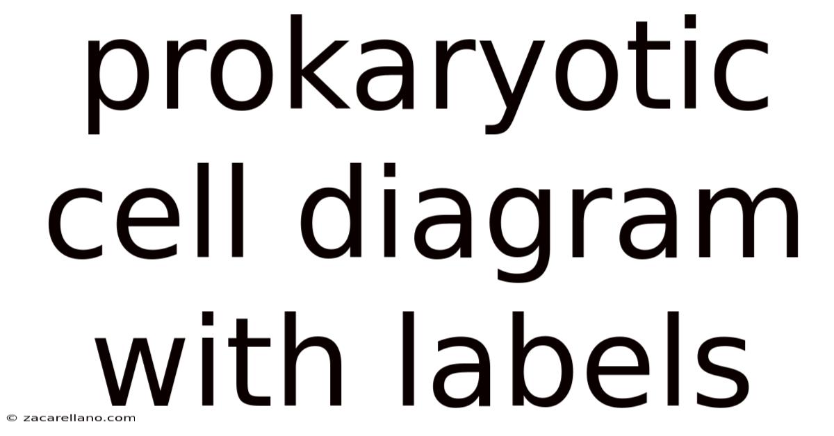Prokaryotic Cell Diagram With Labels
