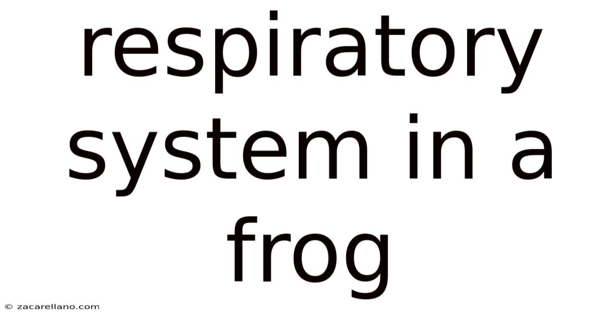 Respiratory System In A Frog