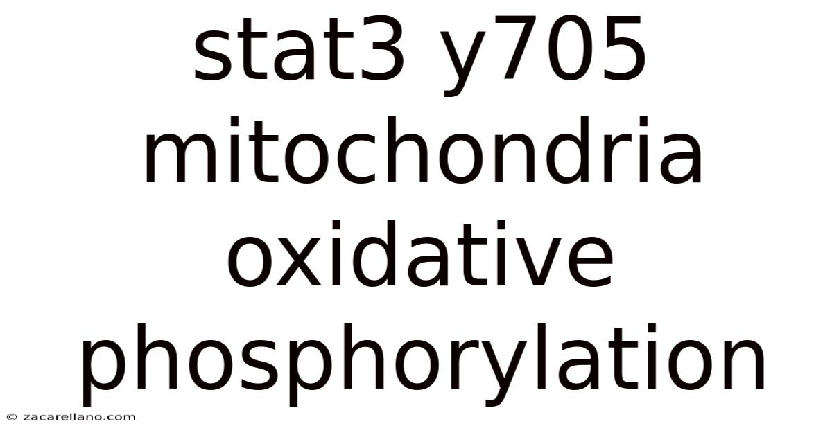 Stat3 Y705 Mitochondria Oxidative Phosphorylation