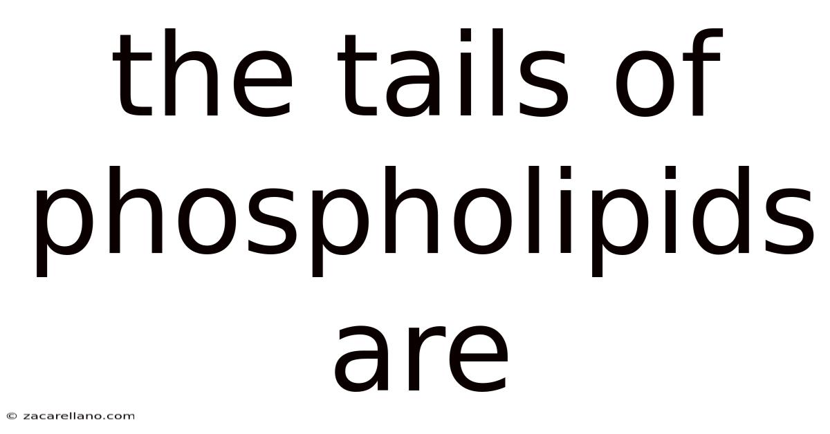 The Tails Of Phospholipids Are