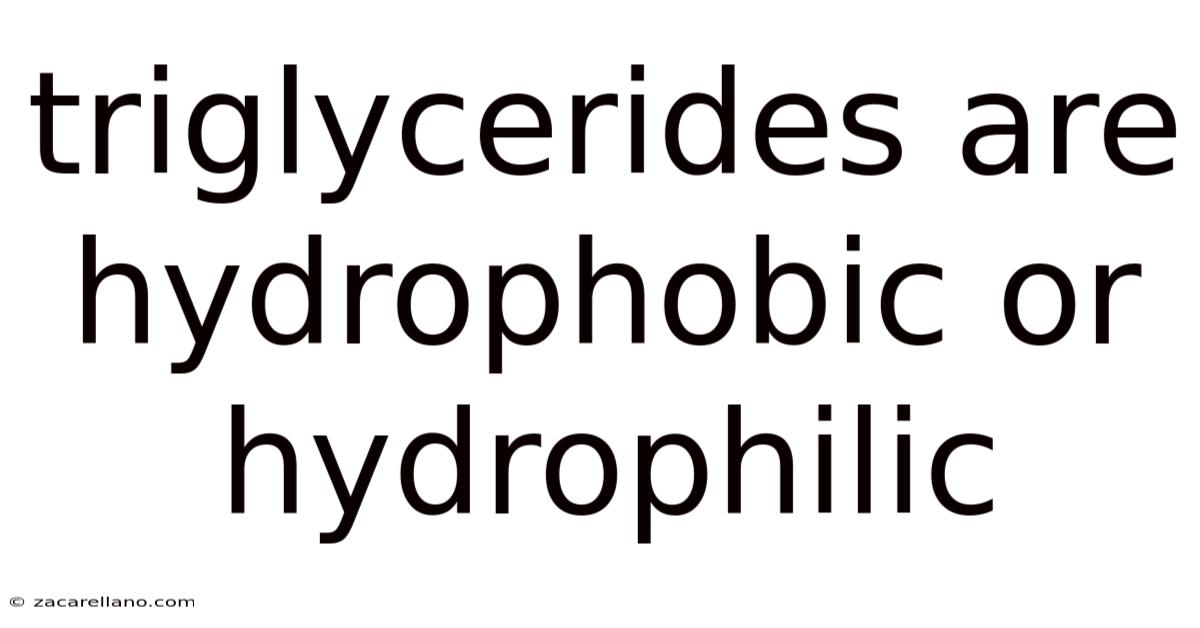 Triglycerides Are Hydrophobic Or Hydrophilic