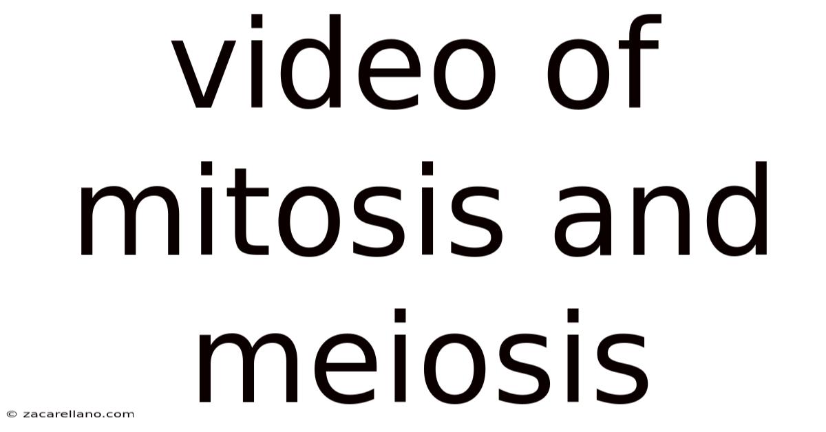 Video Of Mitosis And Meiosis