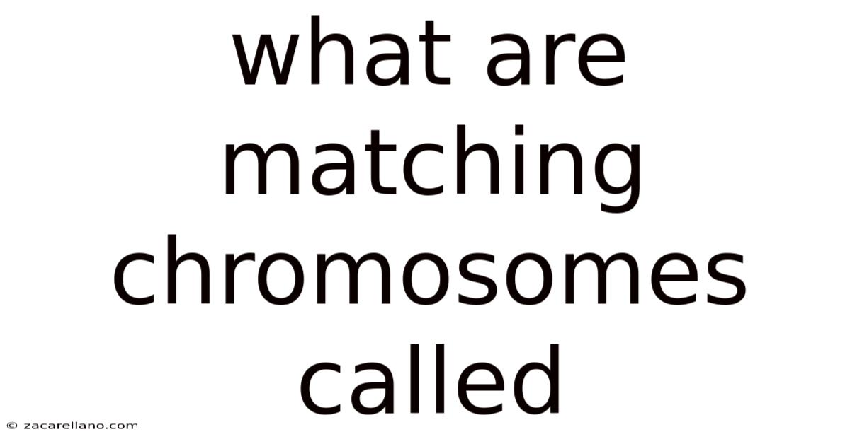 What Are Matching Chromosomes Called