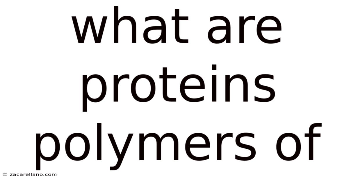 What Are Proteins Polymers Of