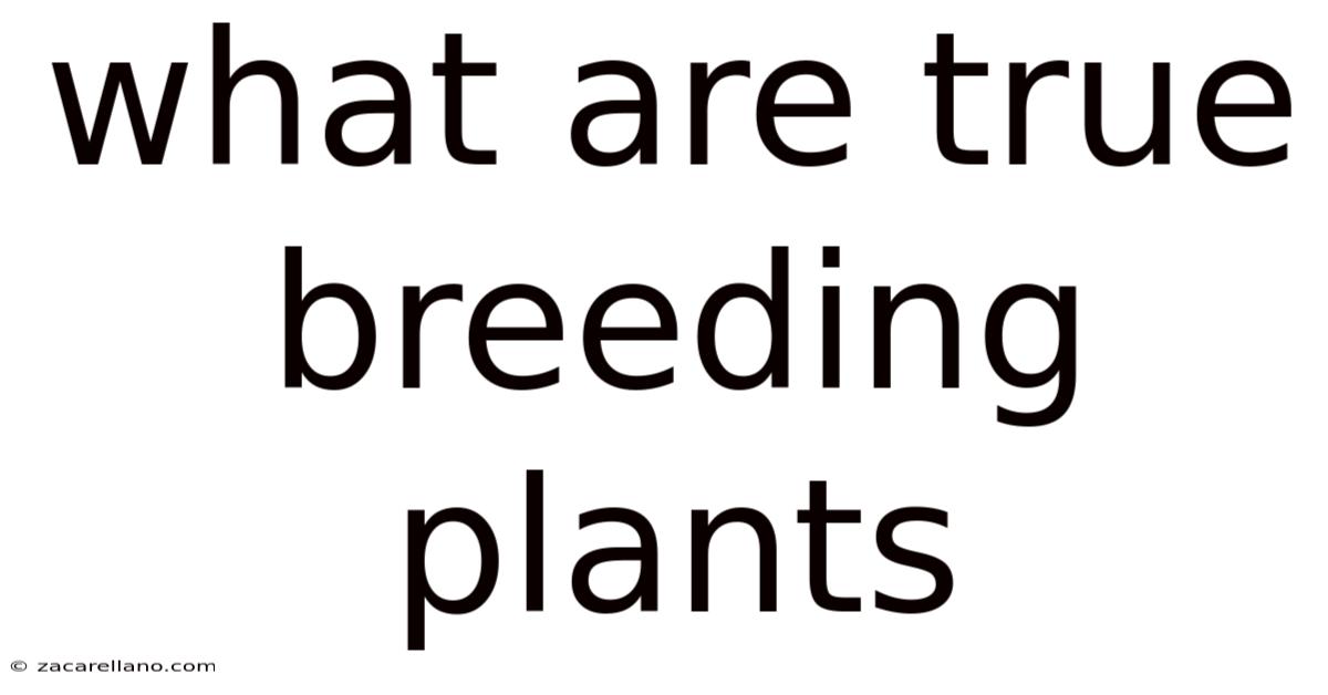 What Are True Breeding Plants
