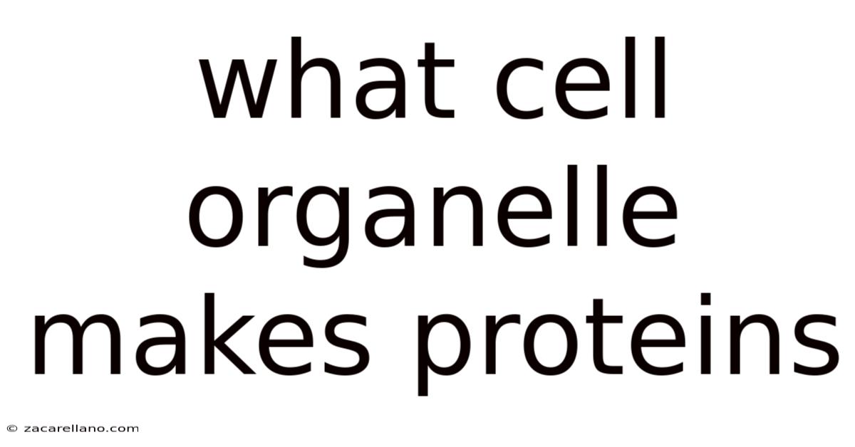 What Cell Organelle Makes Proteins