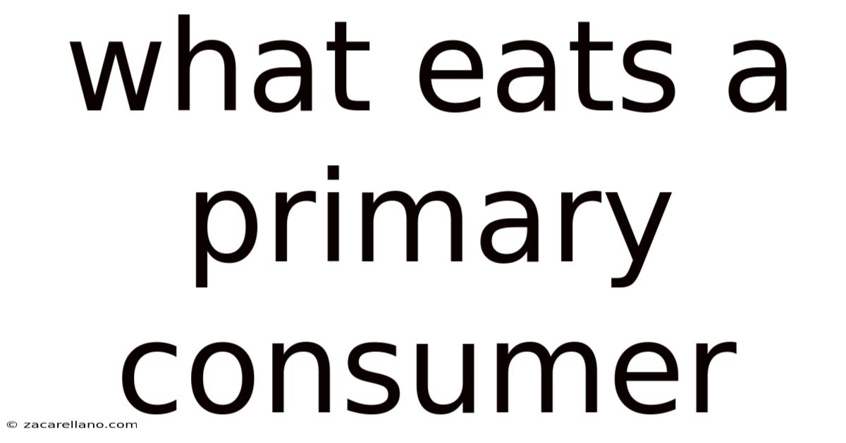 What Eats A Primary Consumer