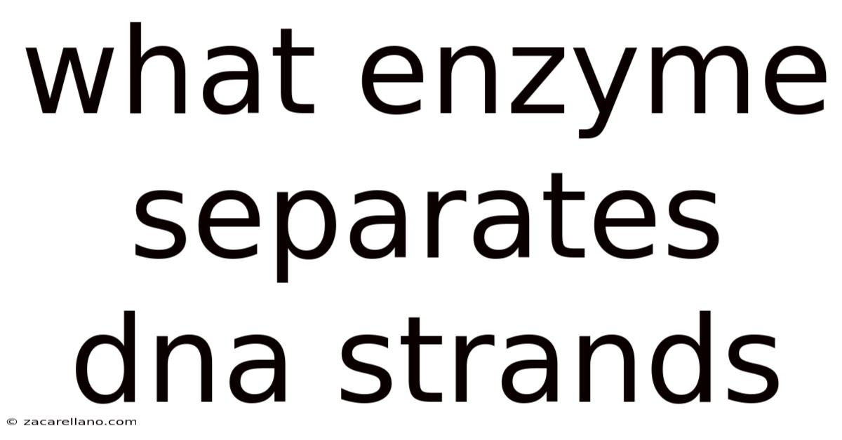 What Enzyme Separates Dna Strands