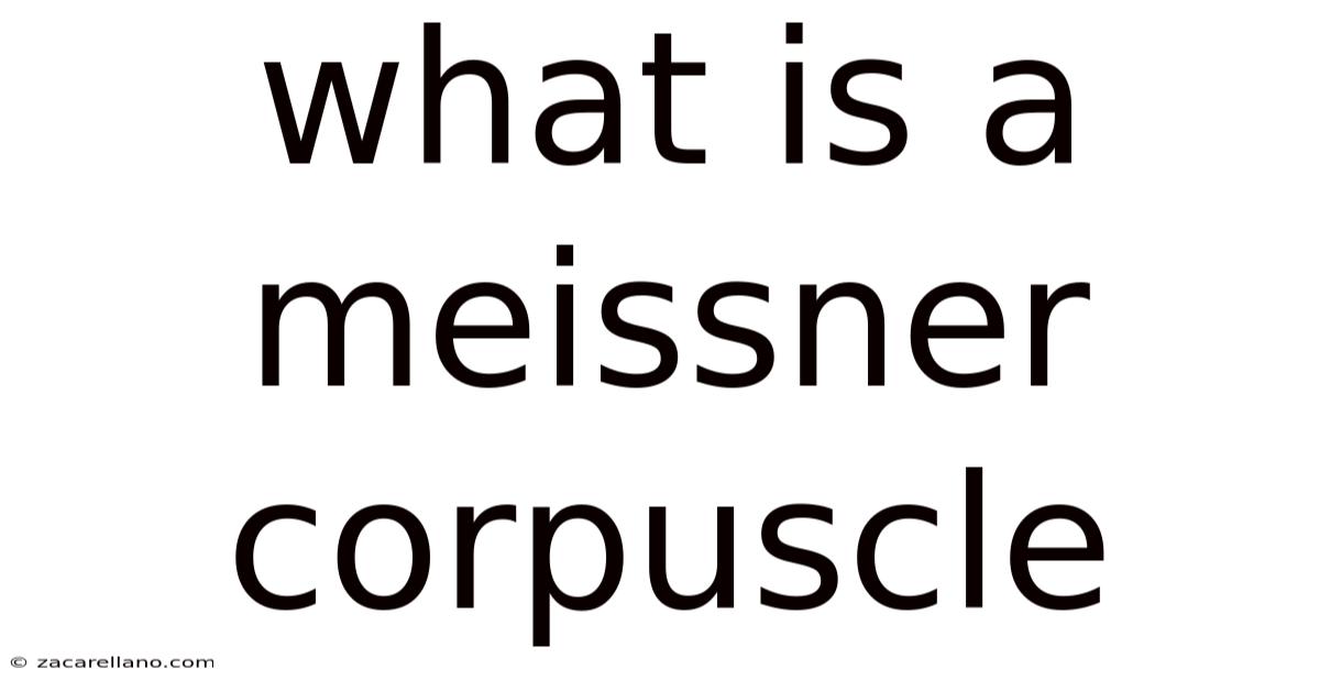 What Is A Meissner Corpuscle