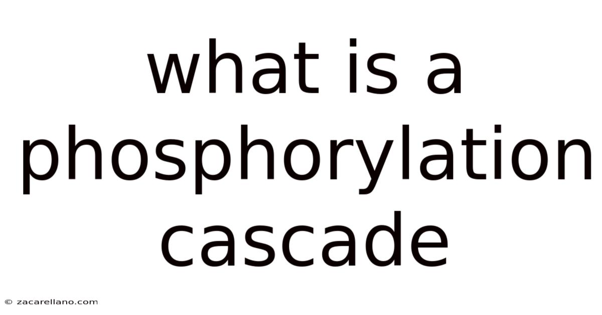 What Is A Phosphorylation Cascade