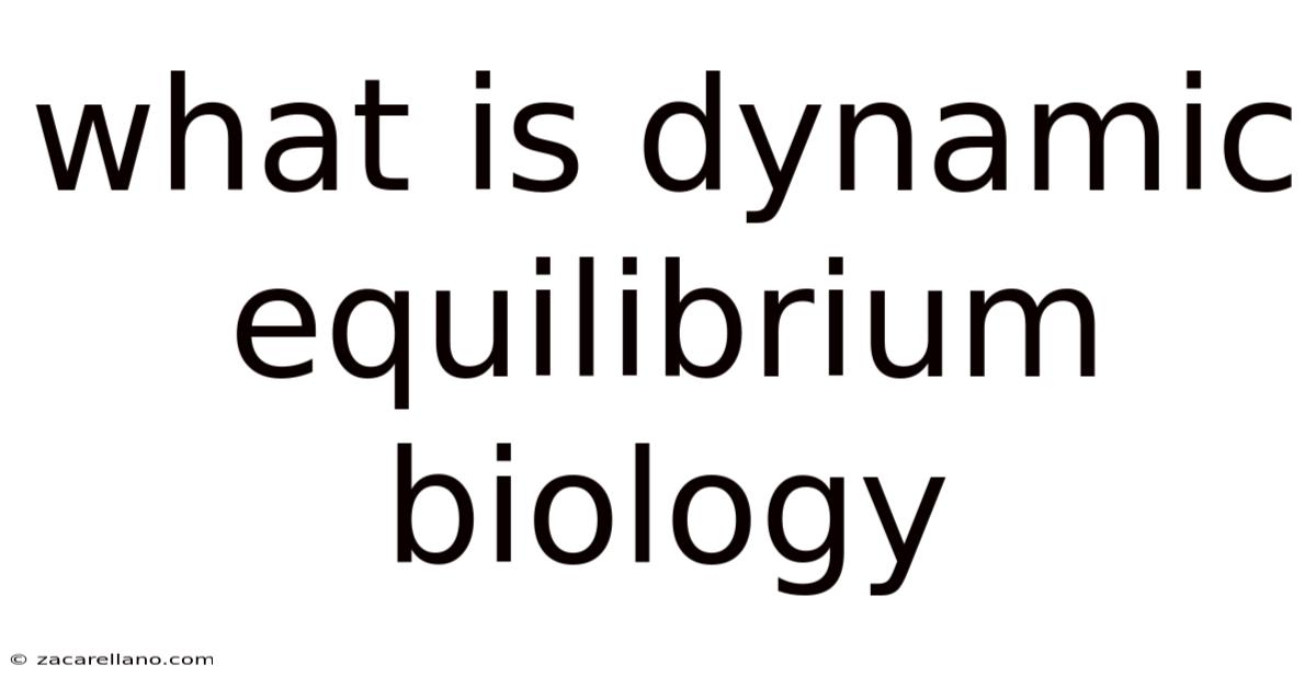 What Is Dynamic Equilibrium Biology