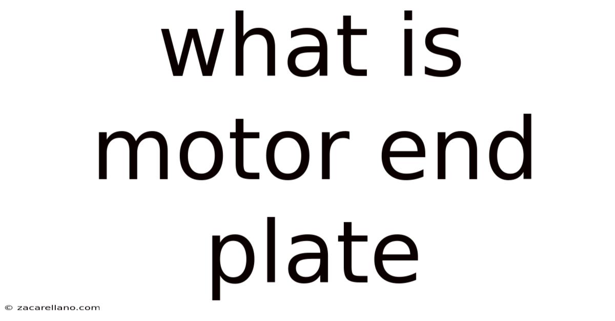 What Is Motor End Plate