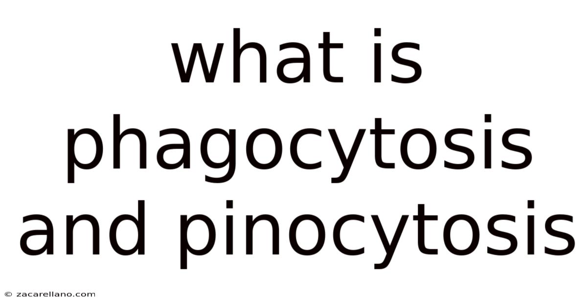 What Is Phagocytosis And Pinocytosis