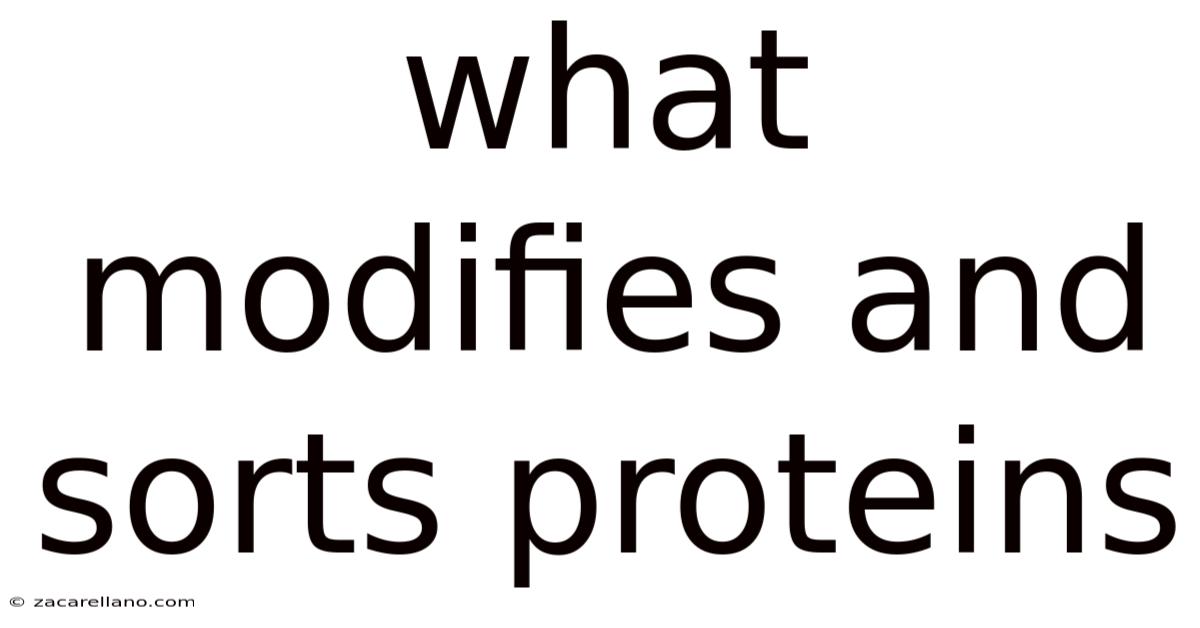 What Modifies And Sorts Proteins