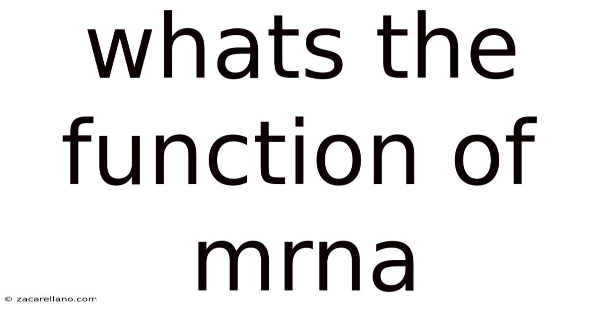 Whats The Function Of Mrna