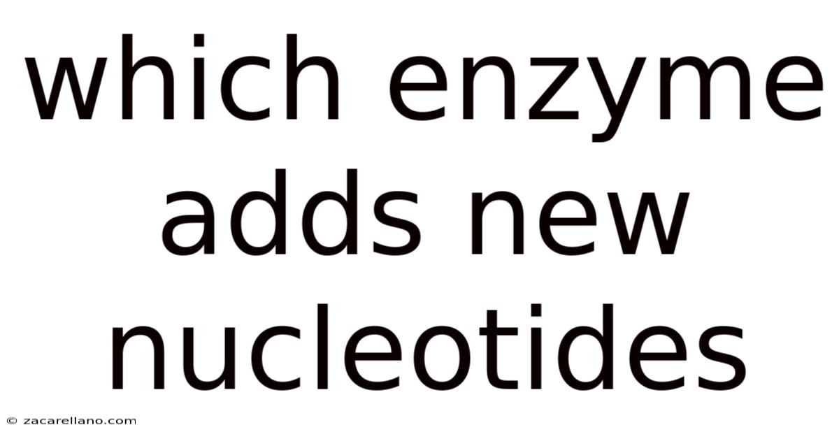 Which Enzyme Adds New Nucleotides