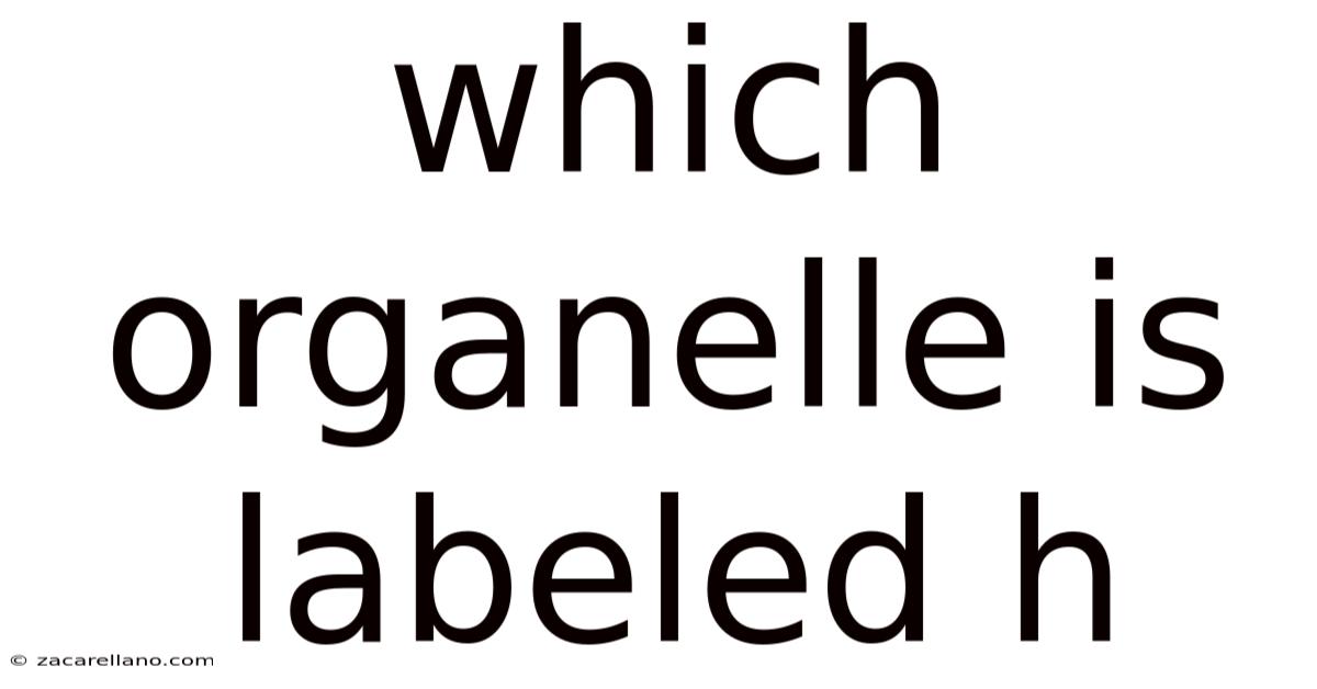 Which Organelle Is Labeled H