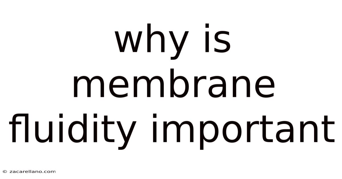 Why Is Membrane Fluidity Important