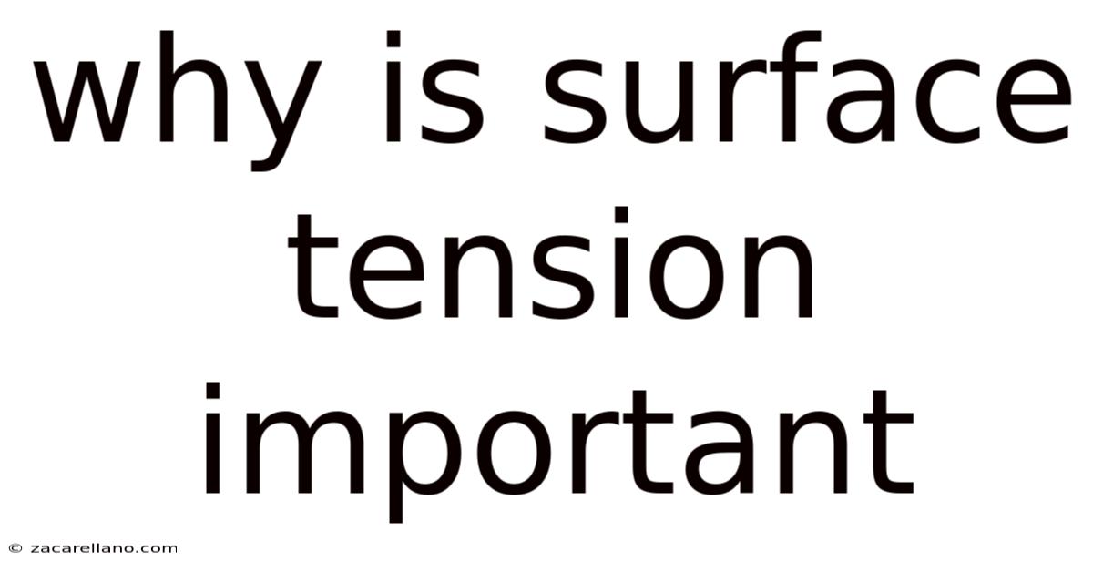 Why Is Surface Tension Important